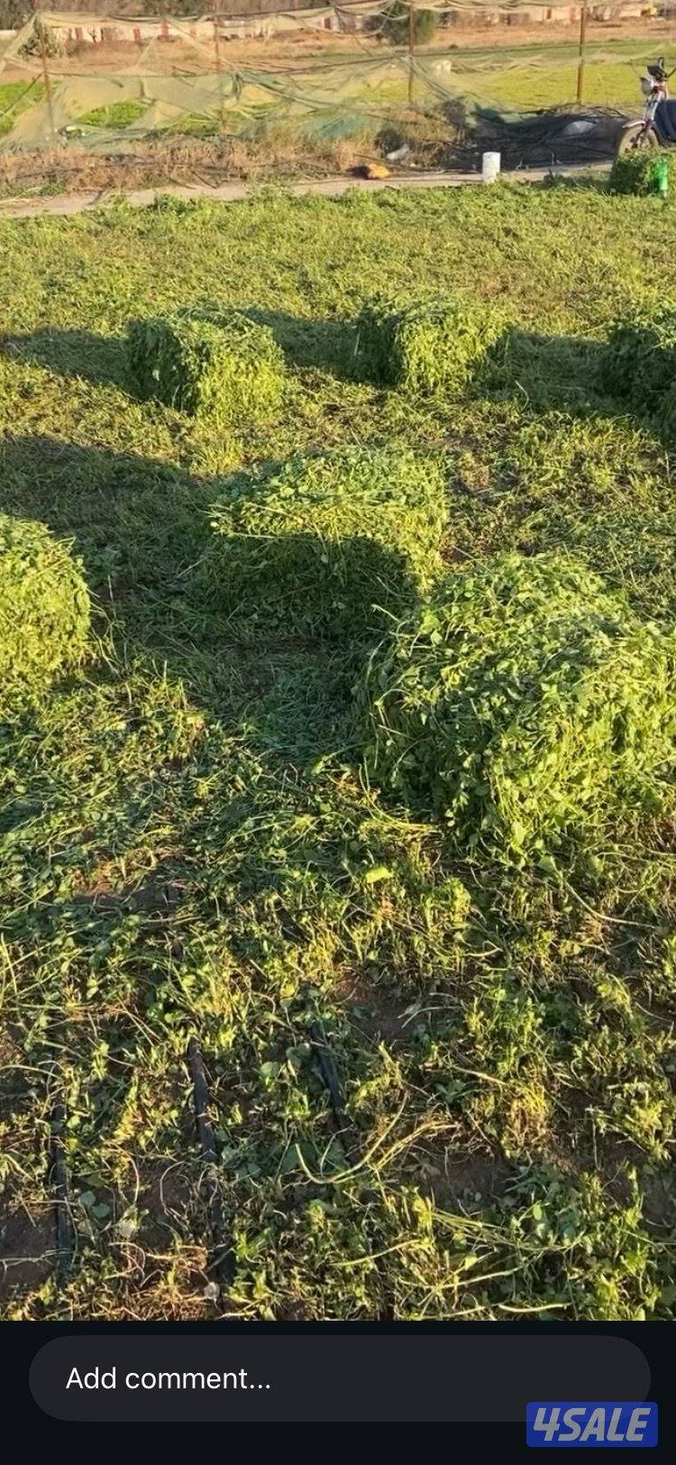 للبيع برسيم جت طري4