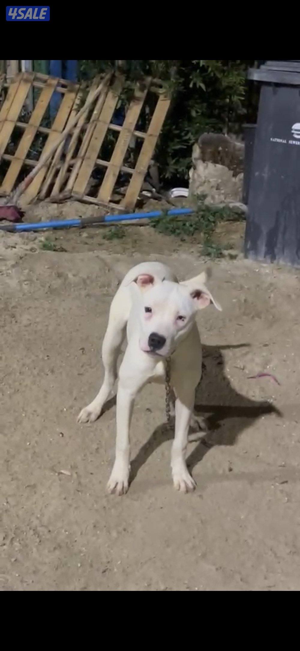 بيعه سريعه نثيه دوقو ارجنتينو0