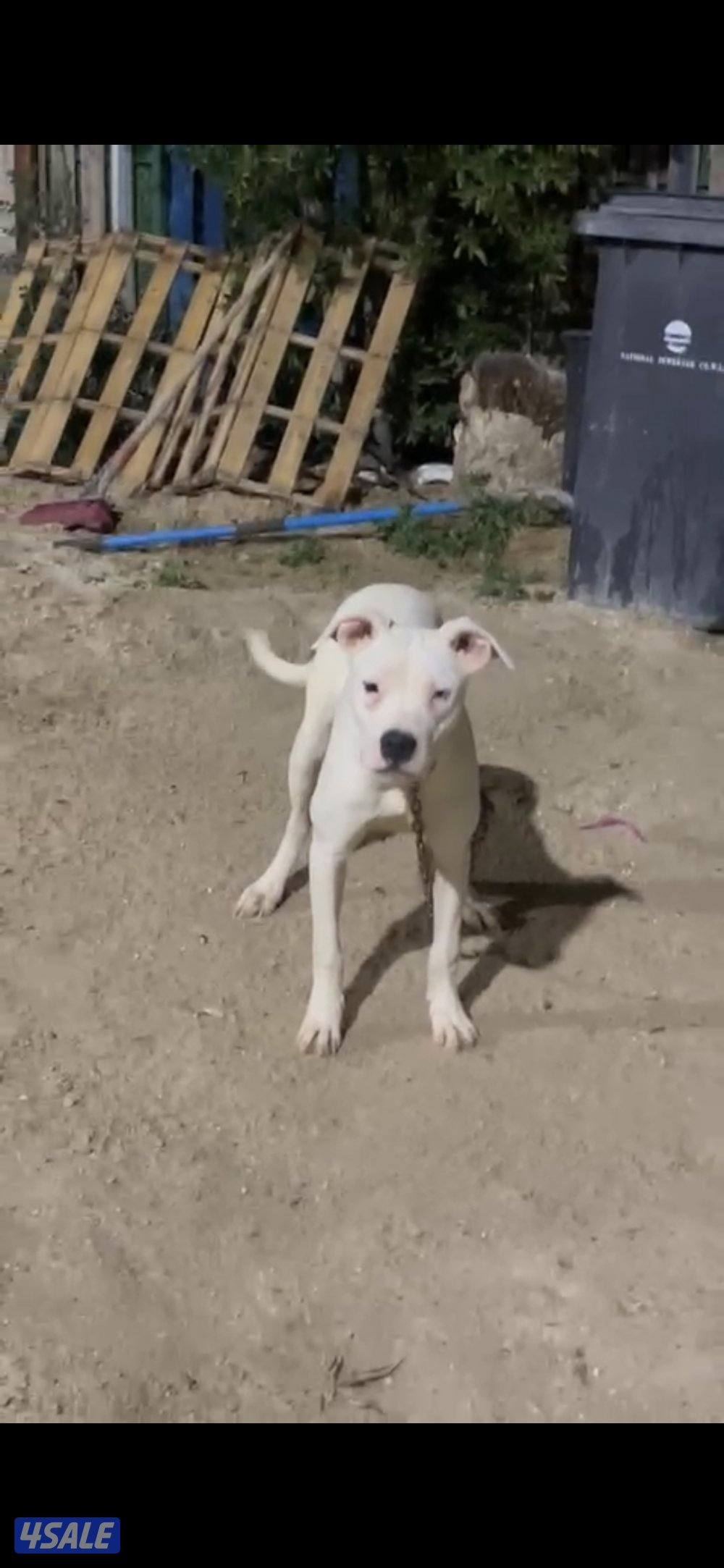 بيعه سريعه نثيه دوقو ارجنتينو1