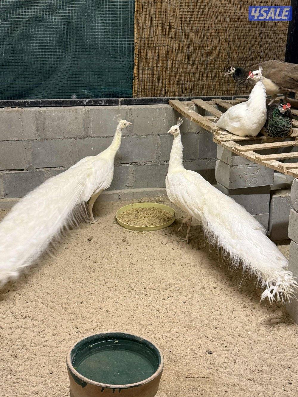 طاووس ابيض كامل ( ملكي )0