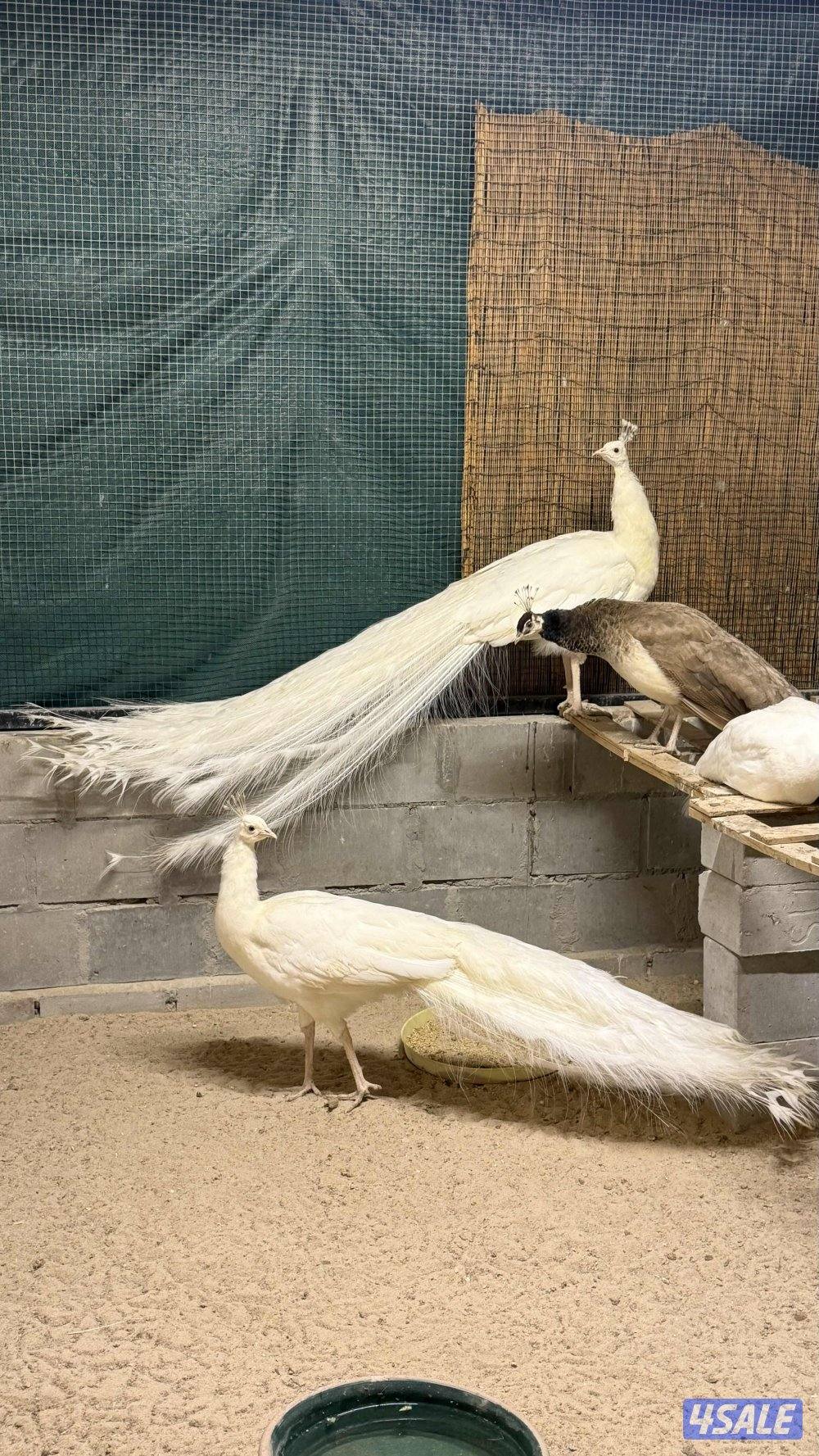 طاووس ابيض كامل ( ملكي )1