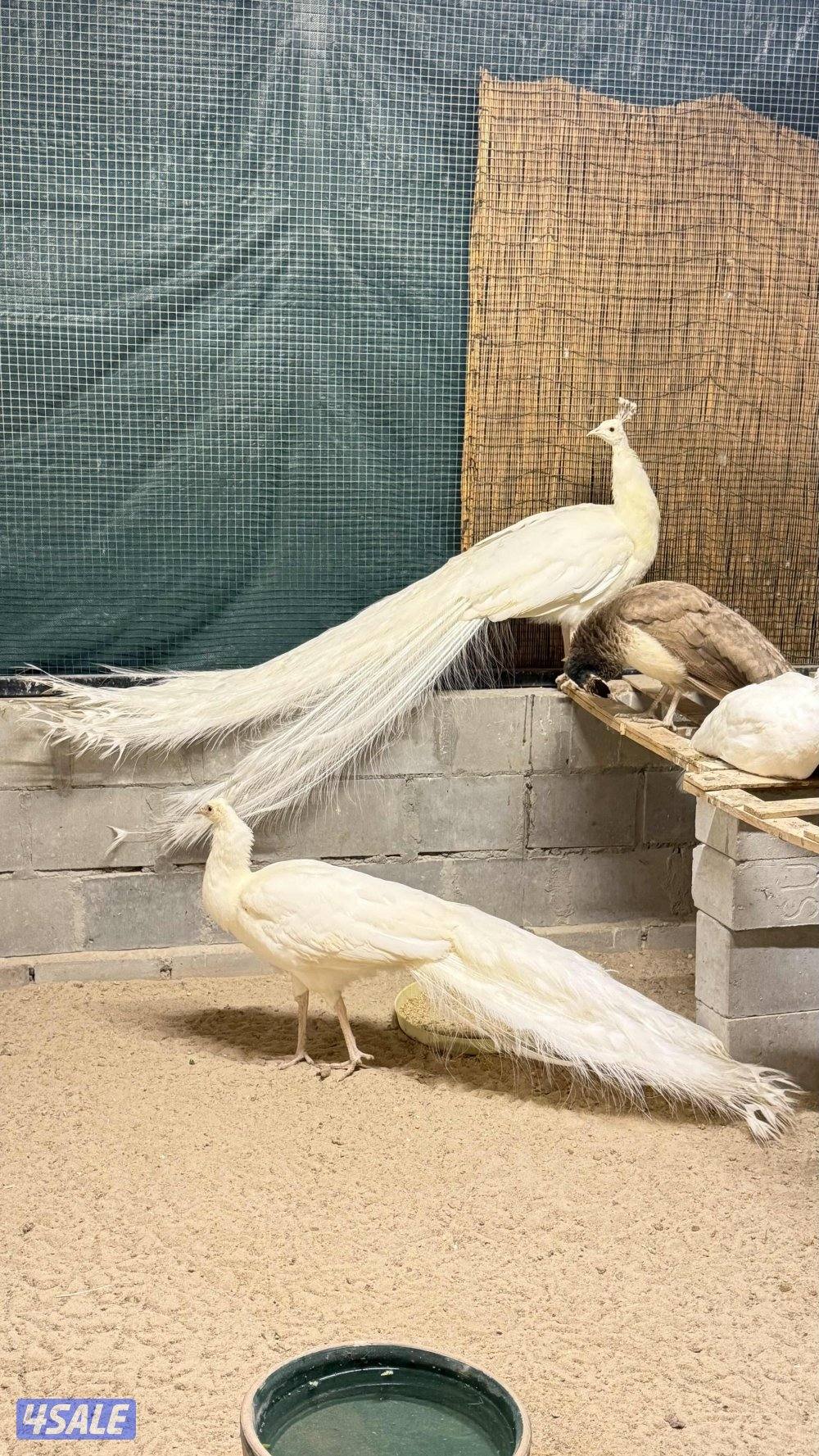 طاووس ابيض كامل ( ملكي )2