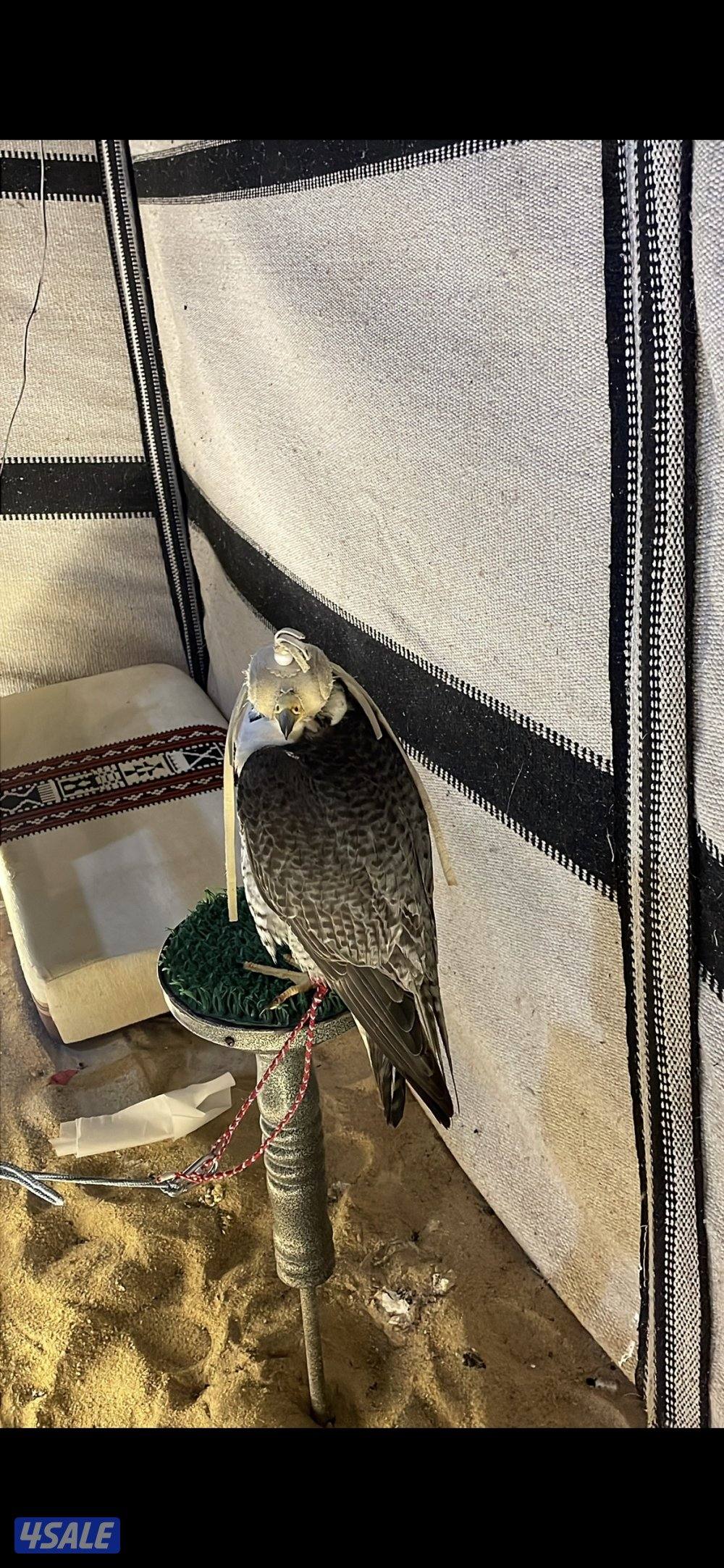 تبعه خلويه سنتها عرضها يزود عن ال 14 ملاحظه فيها ارداد0