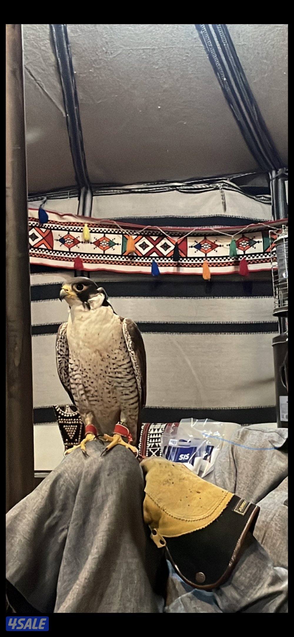 تبعه خلويه سنتها عرضها يزود عن ال 14 ملاحظه فيها ارداد1