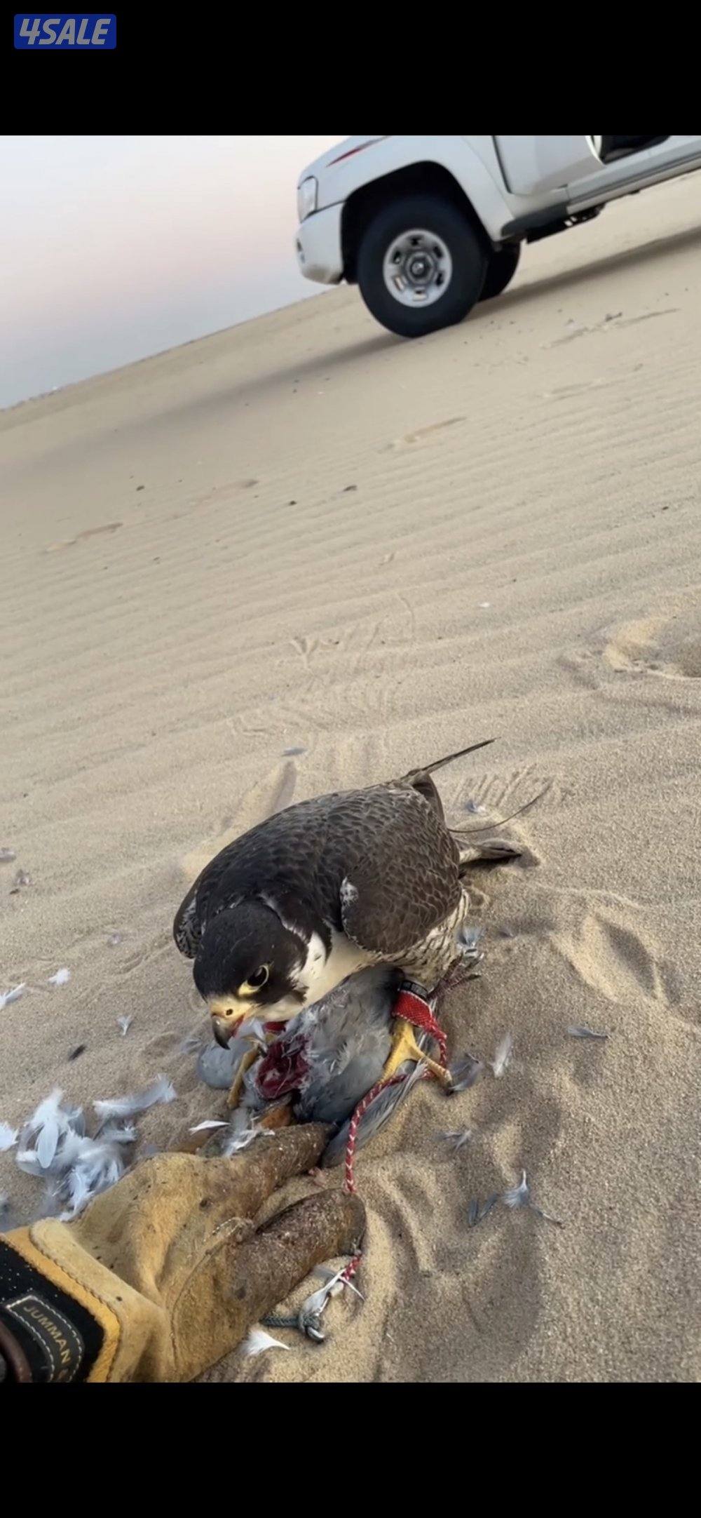 تبعه خلويه سنتها عرضها يزود عن ال 14 ملاحظه فيها ارداد2