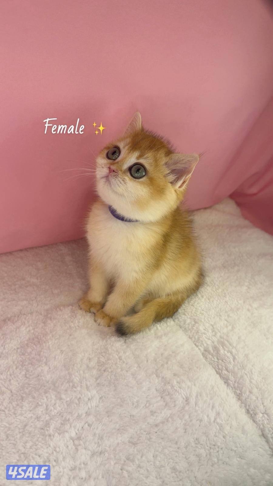 للبيع كيتن ذكر ونثيه بريتش قولد0