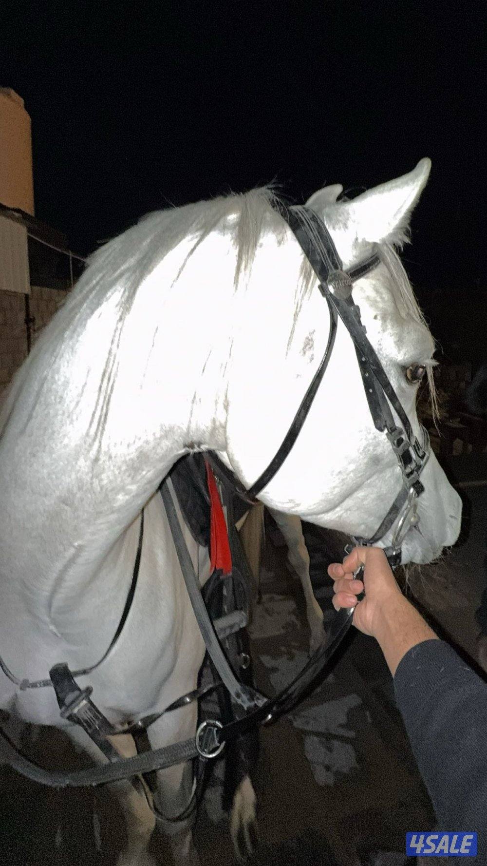 للبيع حصان واهو فاخر مواليد ٢٠٢٢0