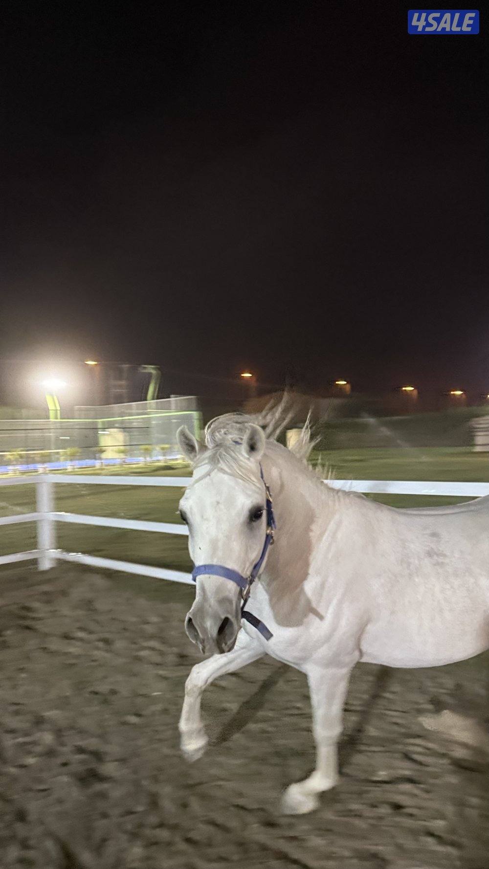 للبيع حصان واهو فاخر مواليد ٢٠٢٢2