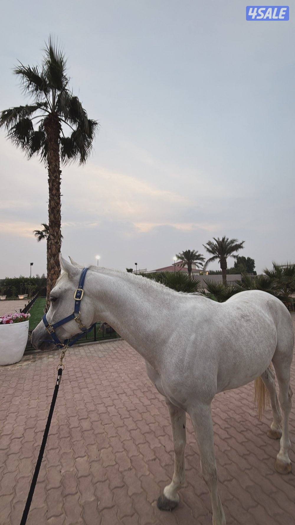 للبيع حصان واهو فاخر مواليد ٢٠٢٢3