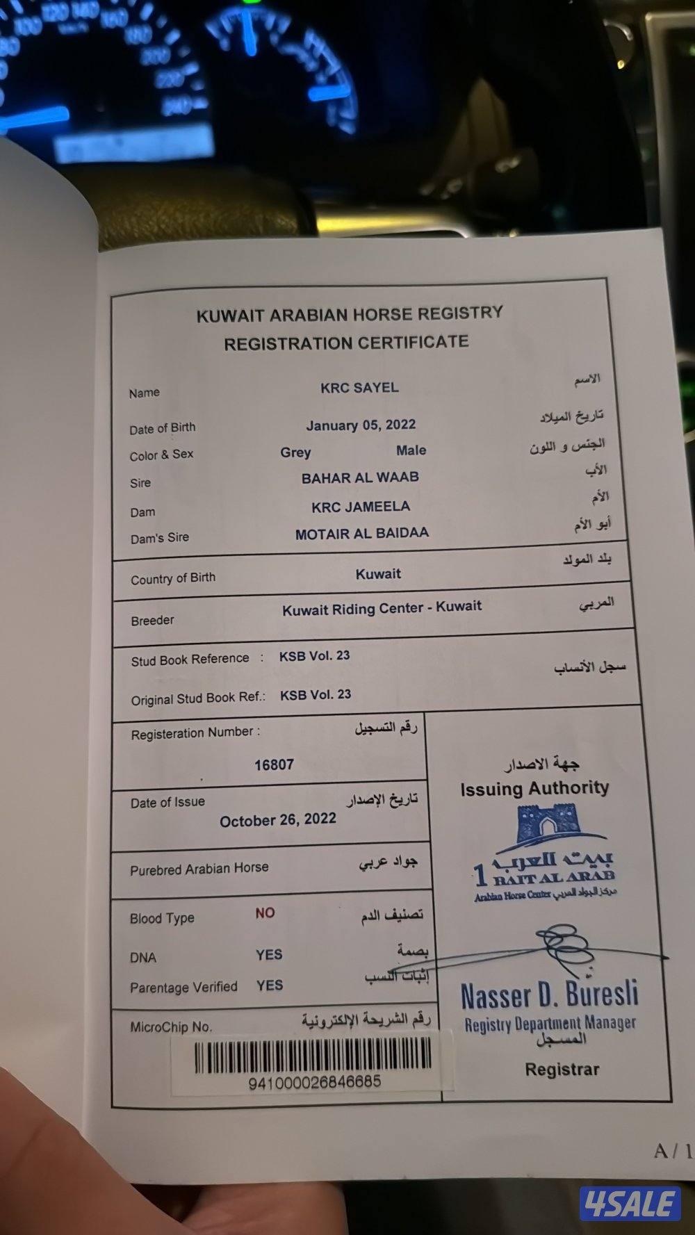 للبيع حصان واهو فاخر مواليد ٢٠٢٢4