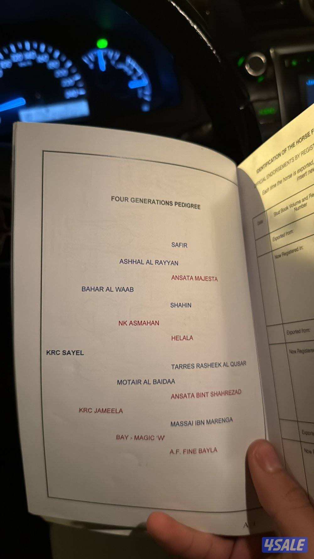 للبيع حصان واهو فاخر مواليد ٢٠٢٢5