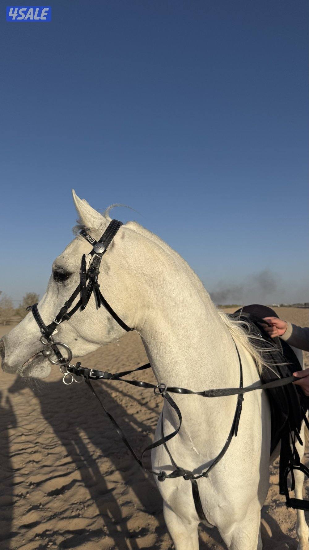 للبيع حصان واهو فاخر مواليد ٢٠٢٢6