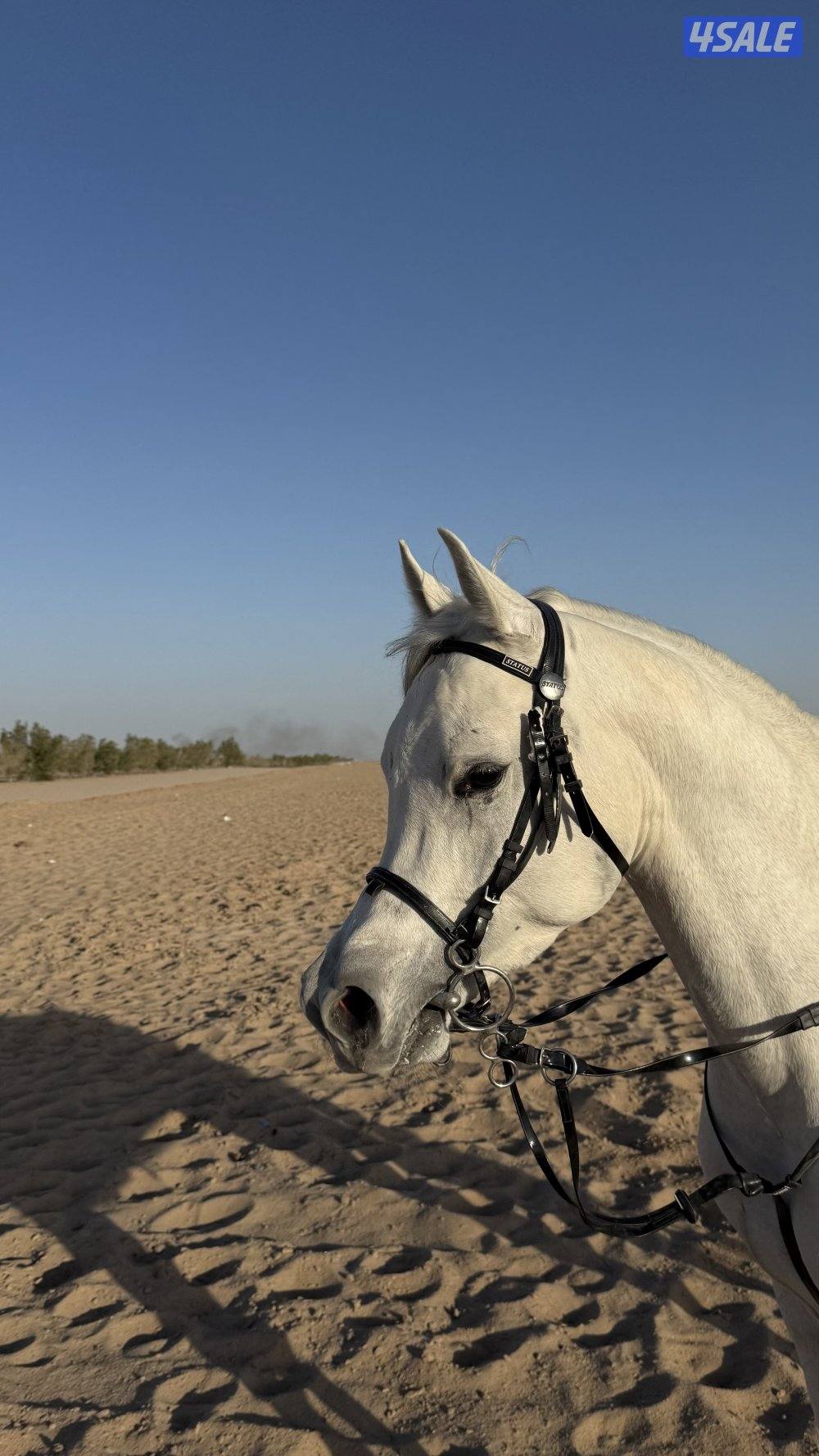 للبيع حصان واهو فاخر مواليد ٢٠٢٢7
