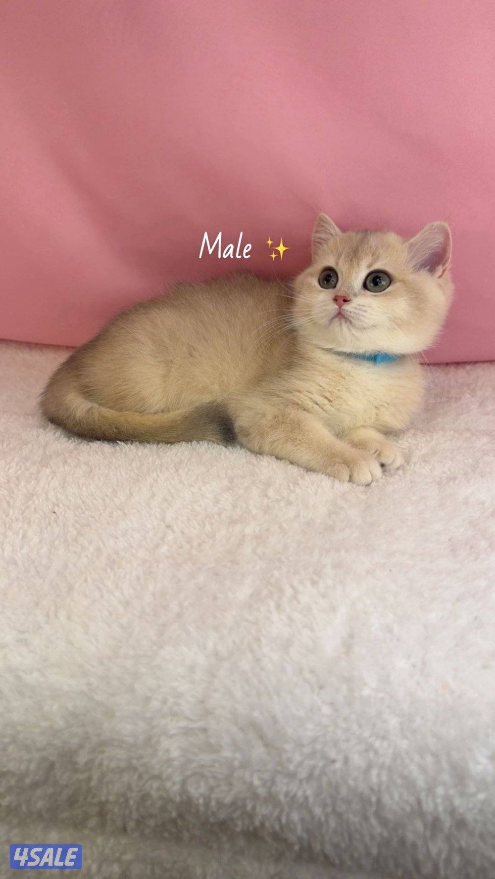 للبيع كيتن ذكر ونثيه بريتش قولد2