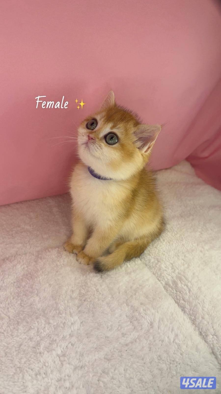 للبيع كيتن ذكر ونثية بريتش قولد0