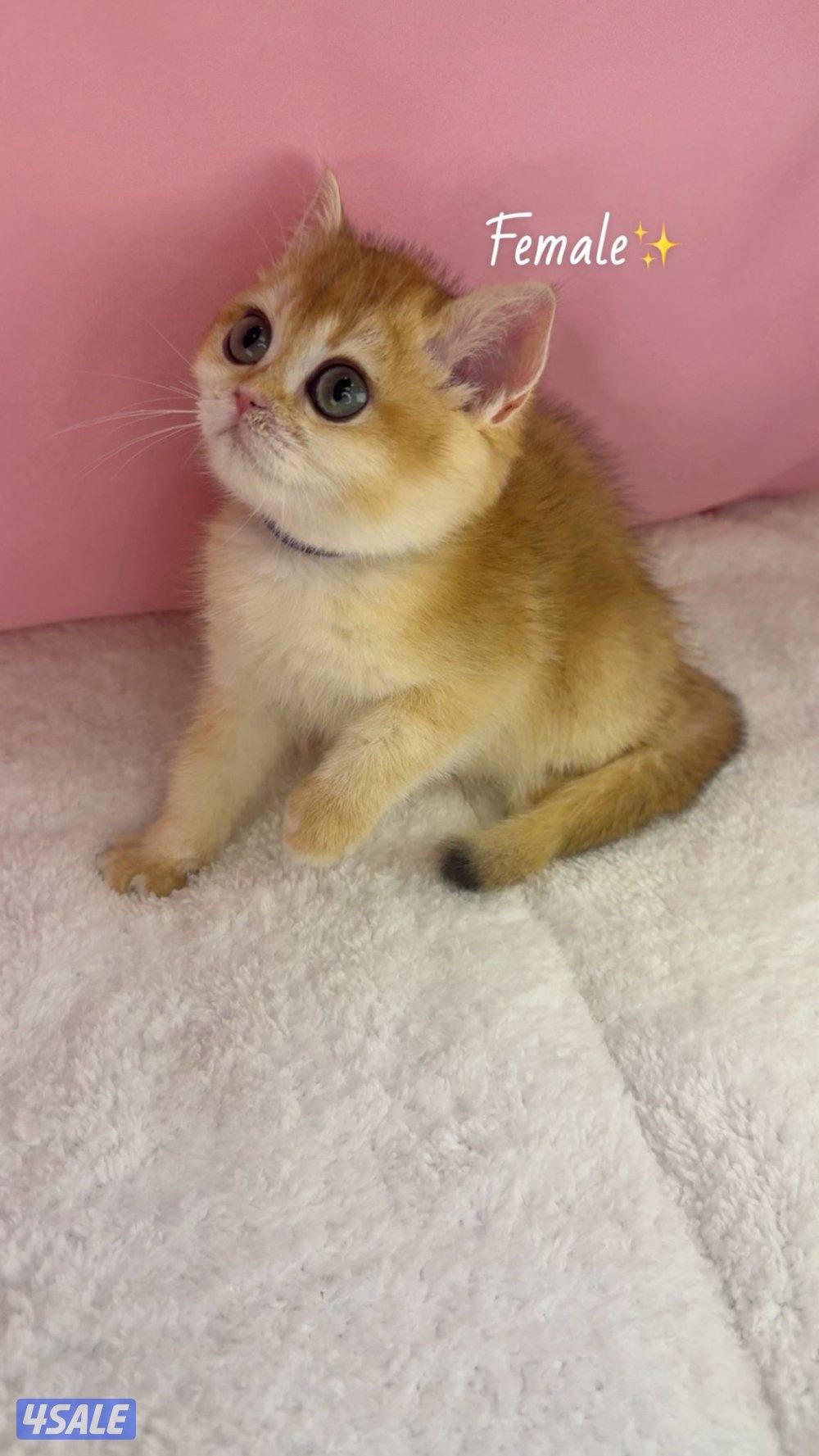 للبيع كيتن ذكر ونثية بريتش قولد1