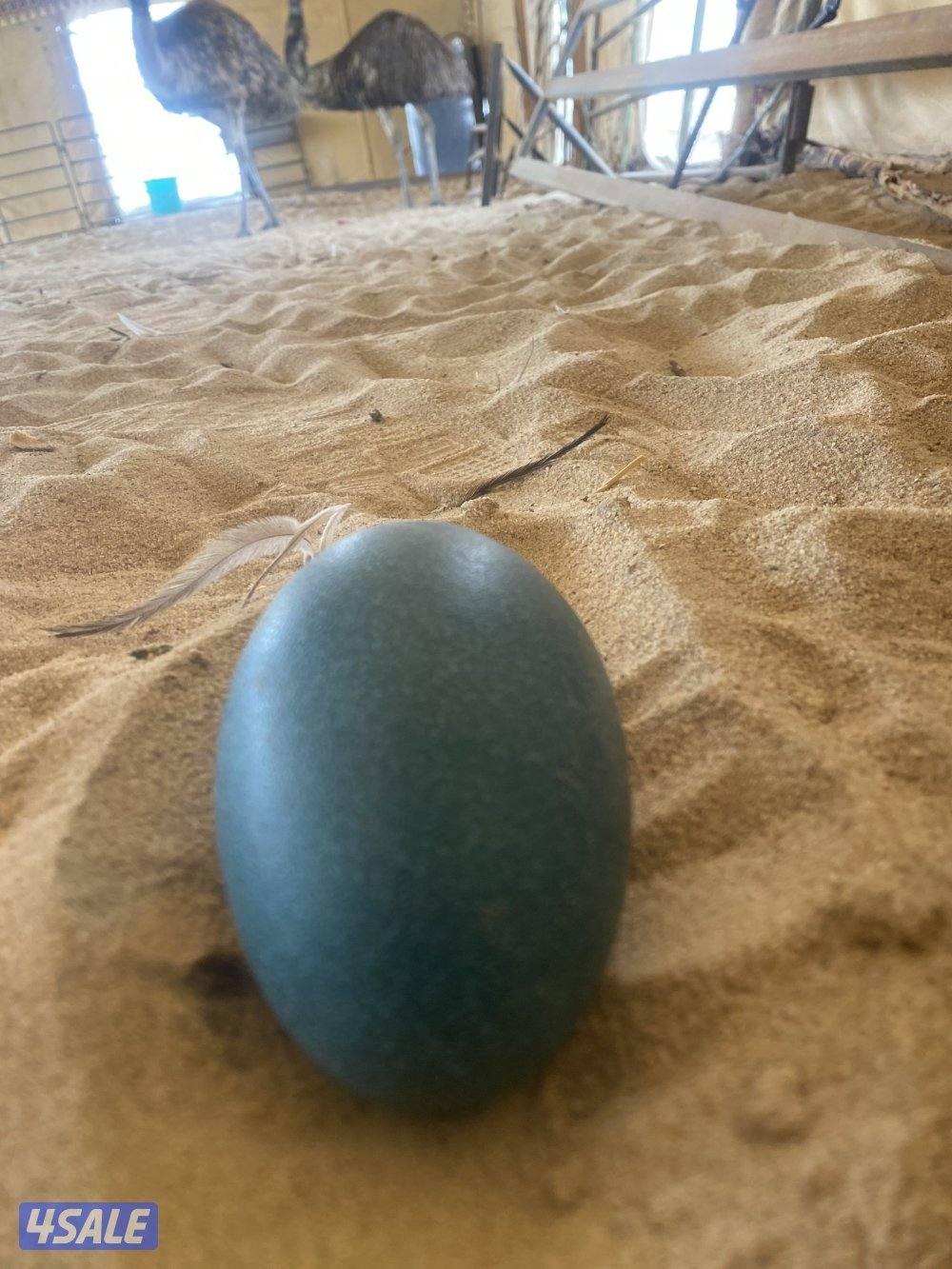 للبيع زوج نعام معا بيضهم1