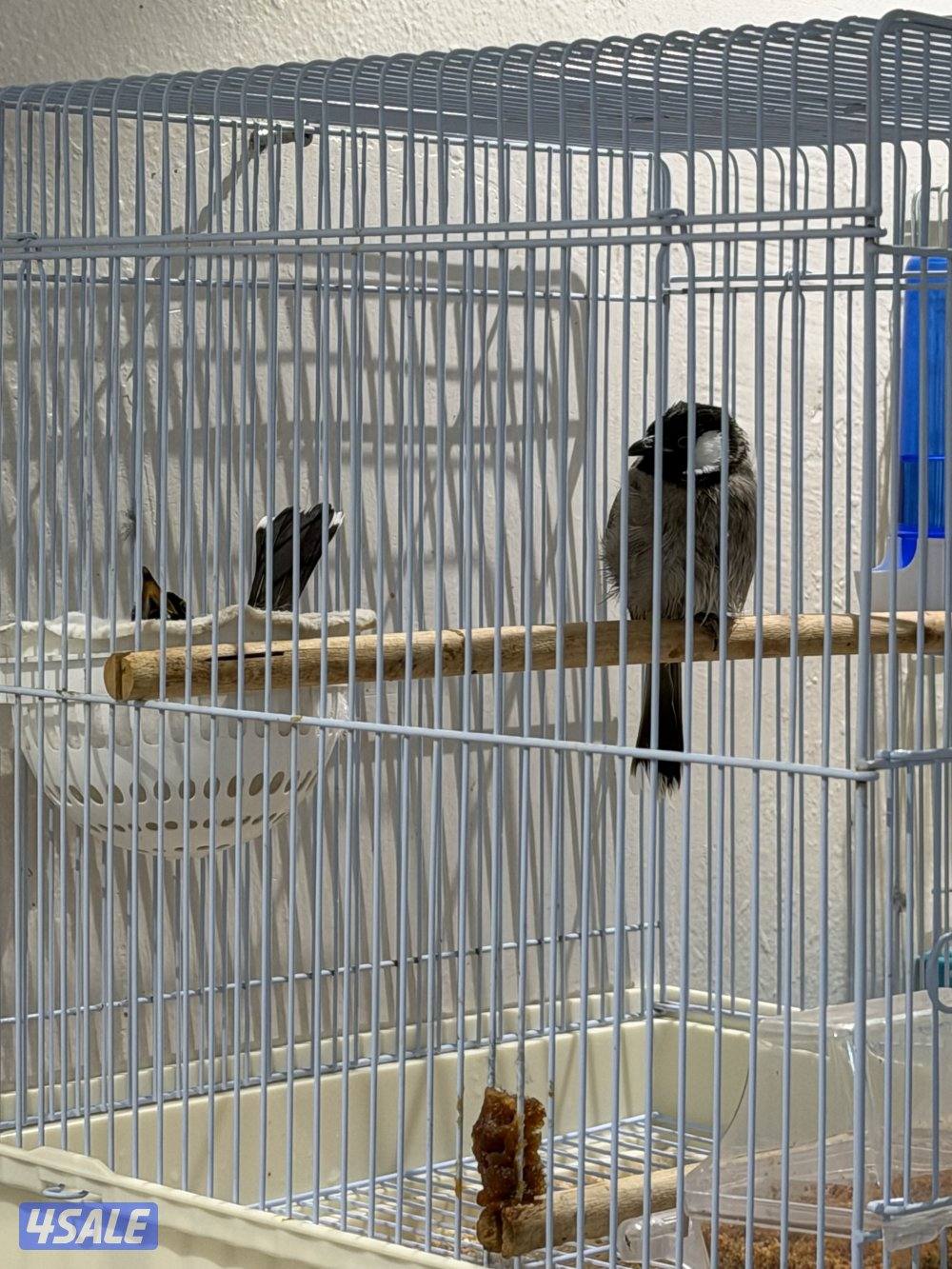 جوز بلابل عراقيه0