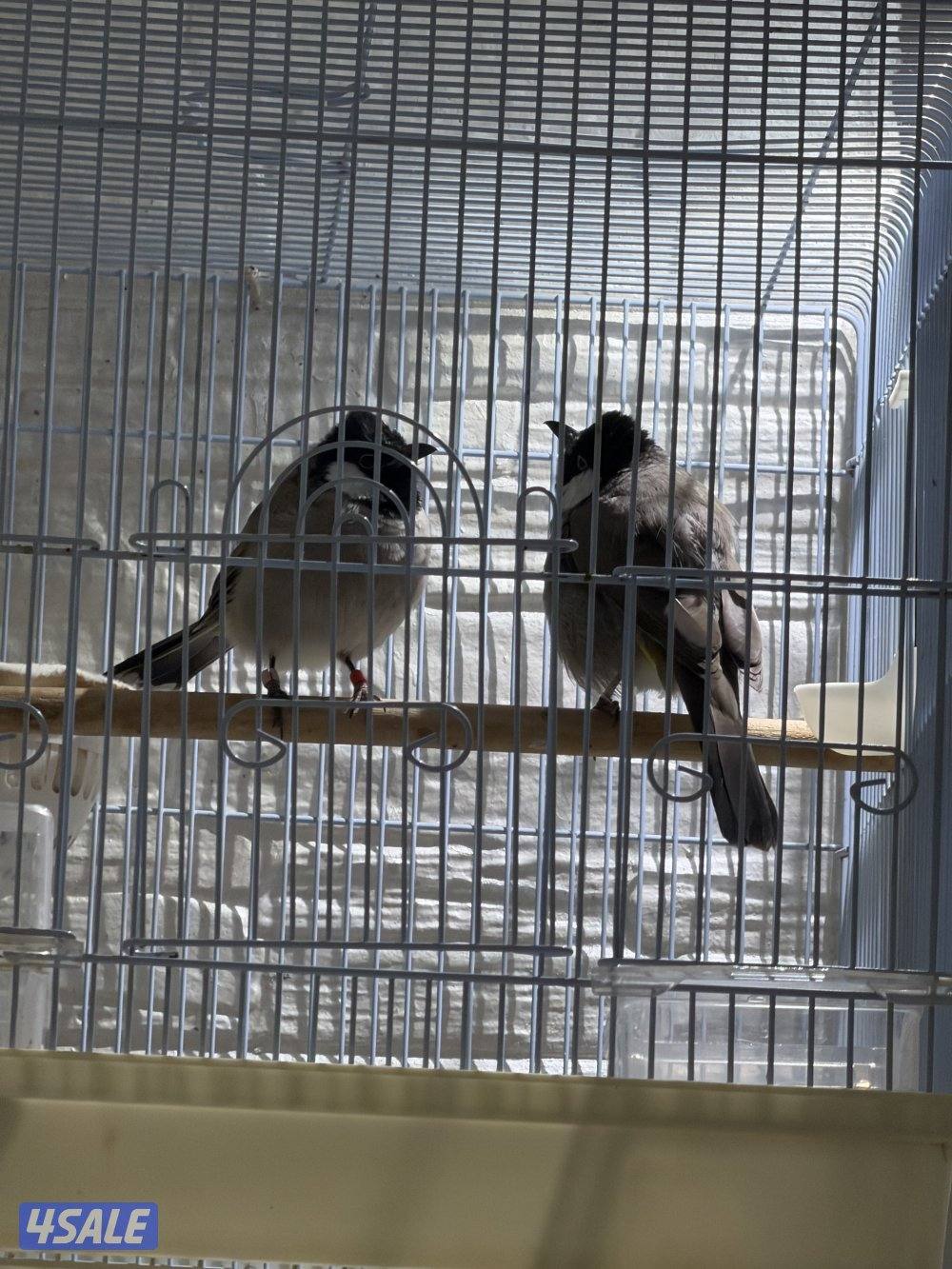 جوز بلابل عراقيه1