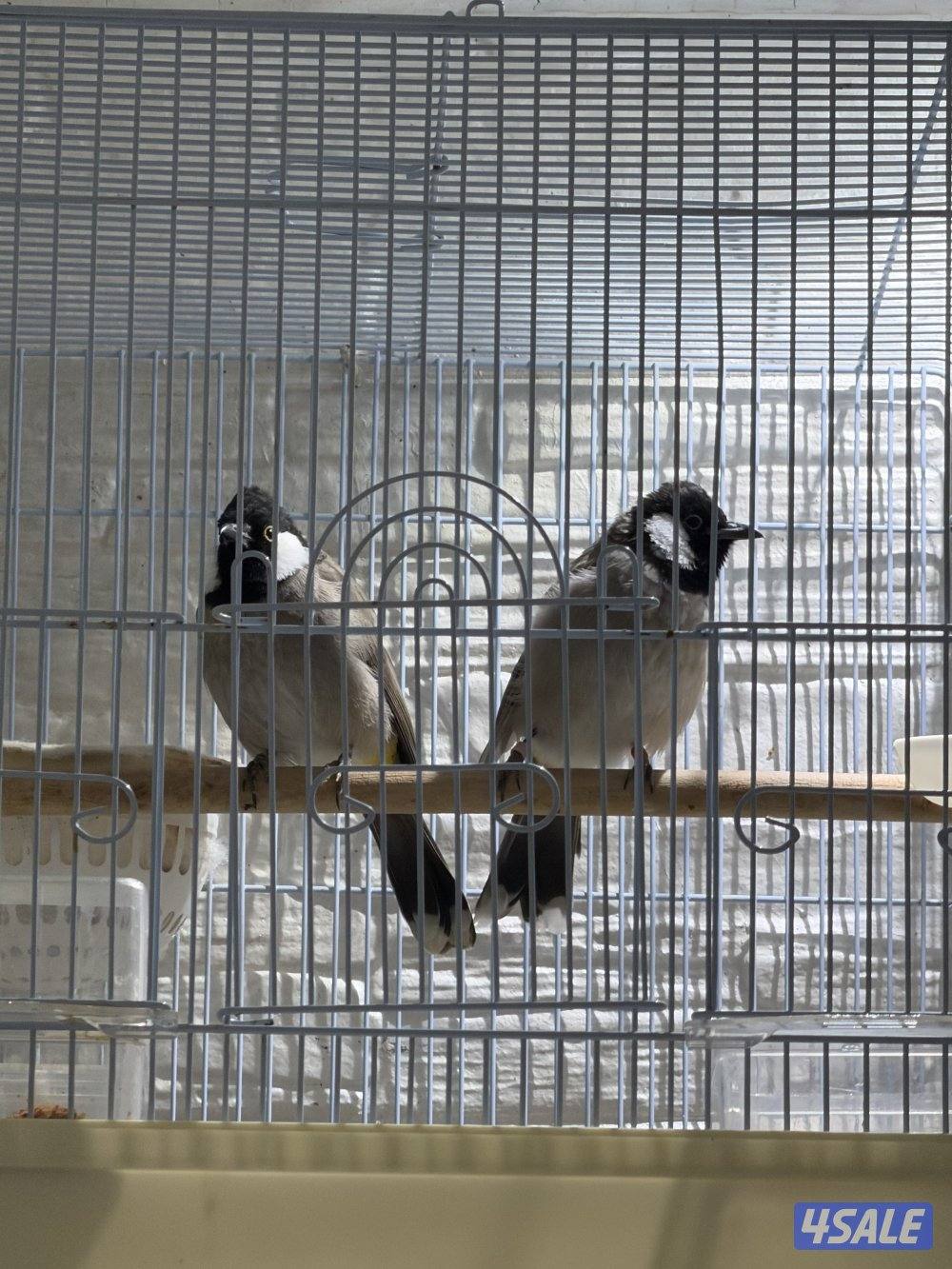 جوز بلابل عراقيه2