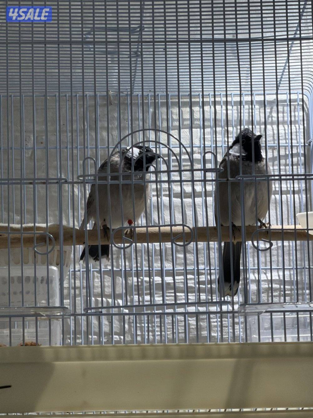 جوز بلابل عراقيه3