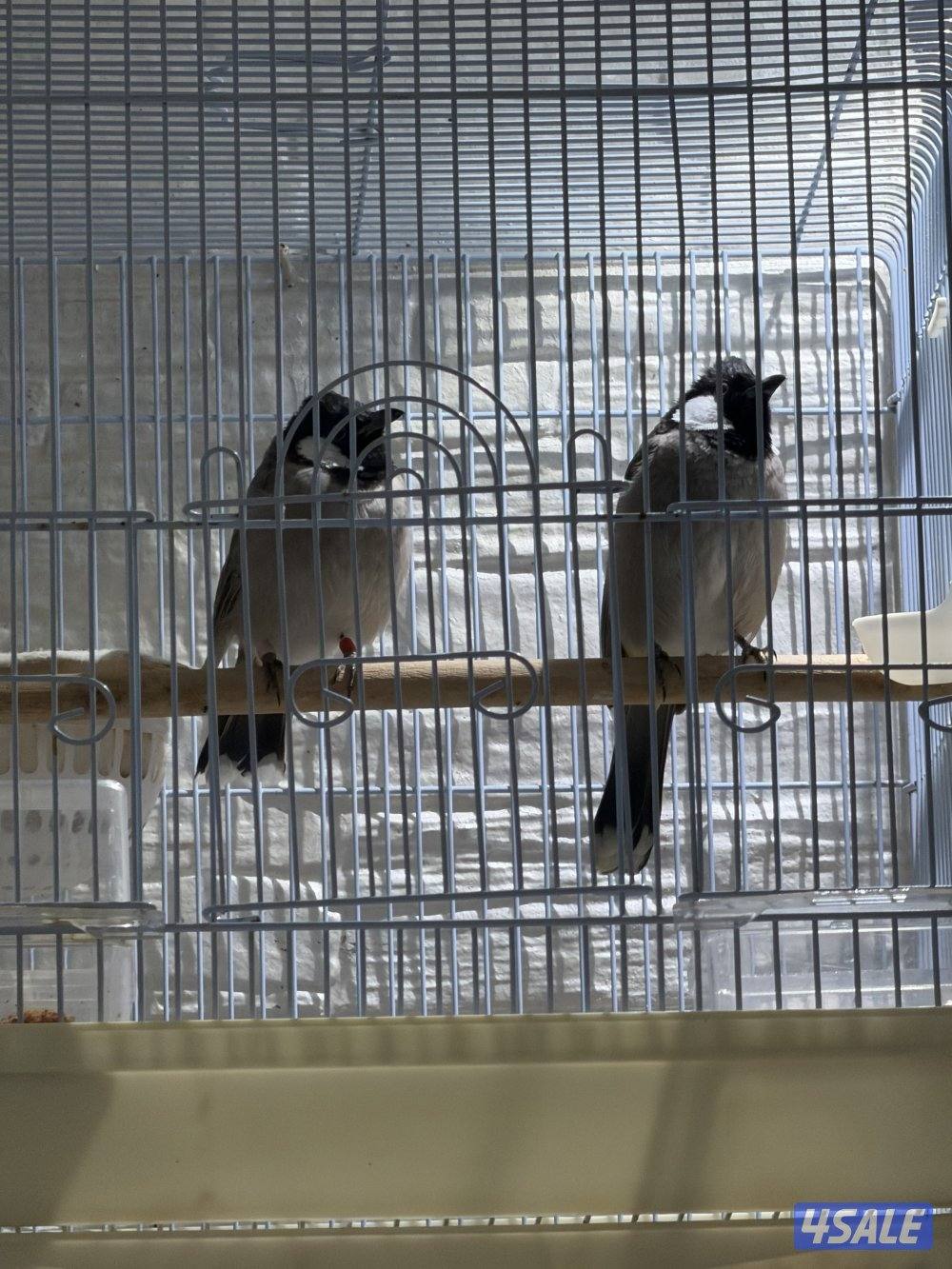 جوز بلابل عراقيه4