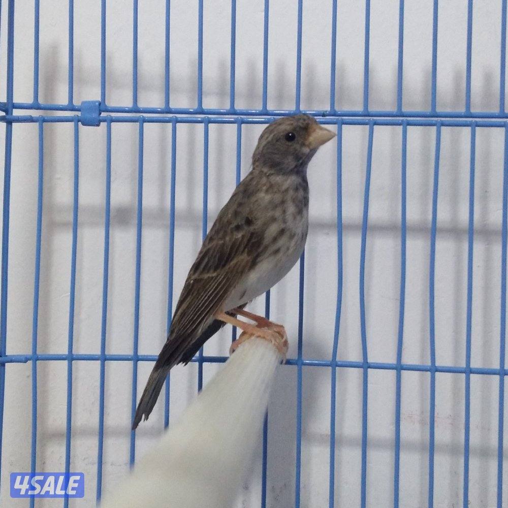 ذكر ياسمين رصاصي شرط تغريد0