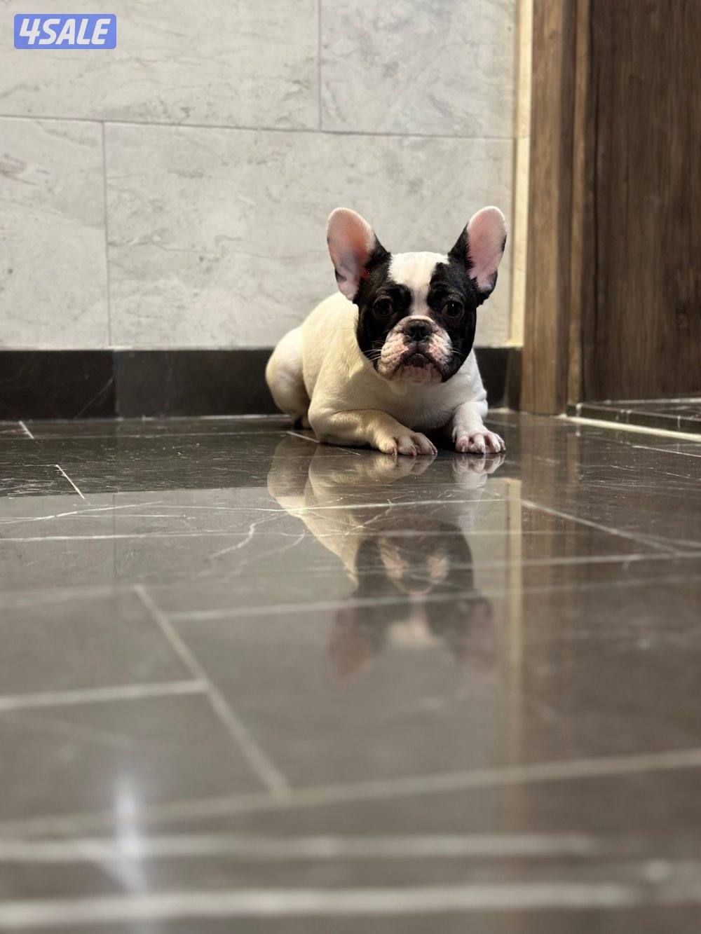 فرنش بولدوق0