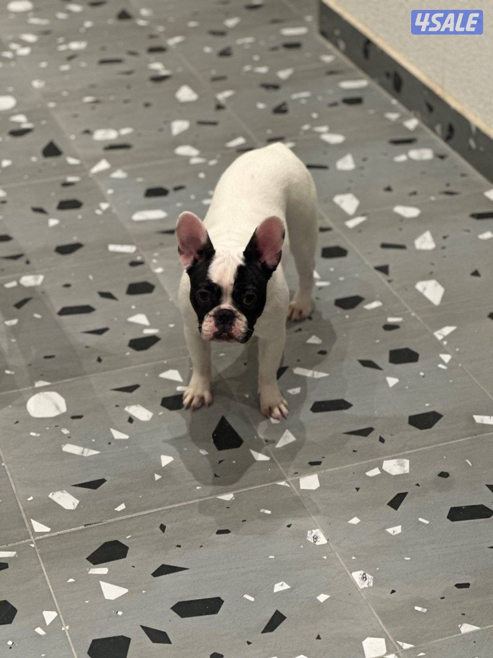 فرنش بولدوق2