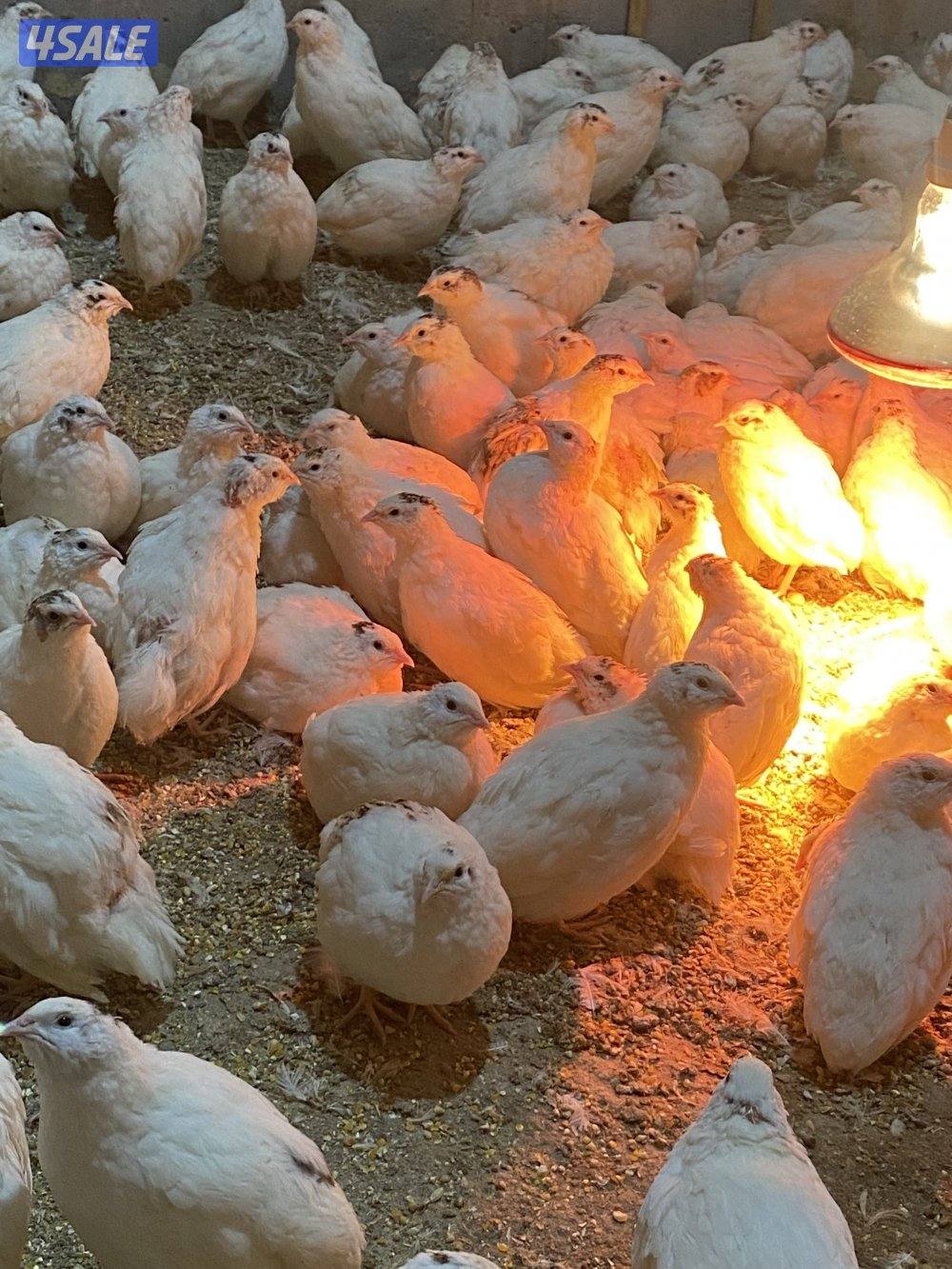 فري تكساس حجم جامبو +اطباق بيض0