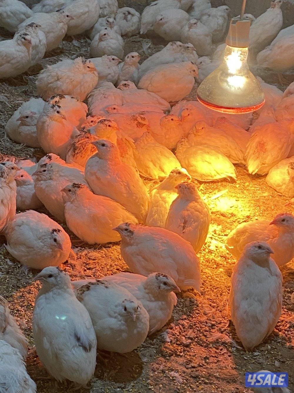 فري تكساس حجم جامبو +اطباق بيض1