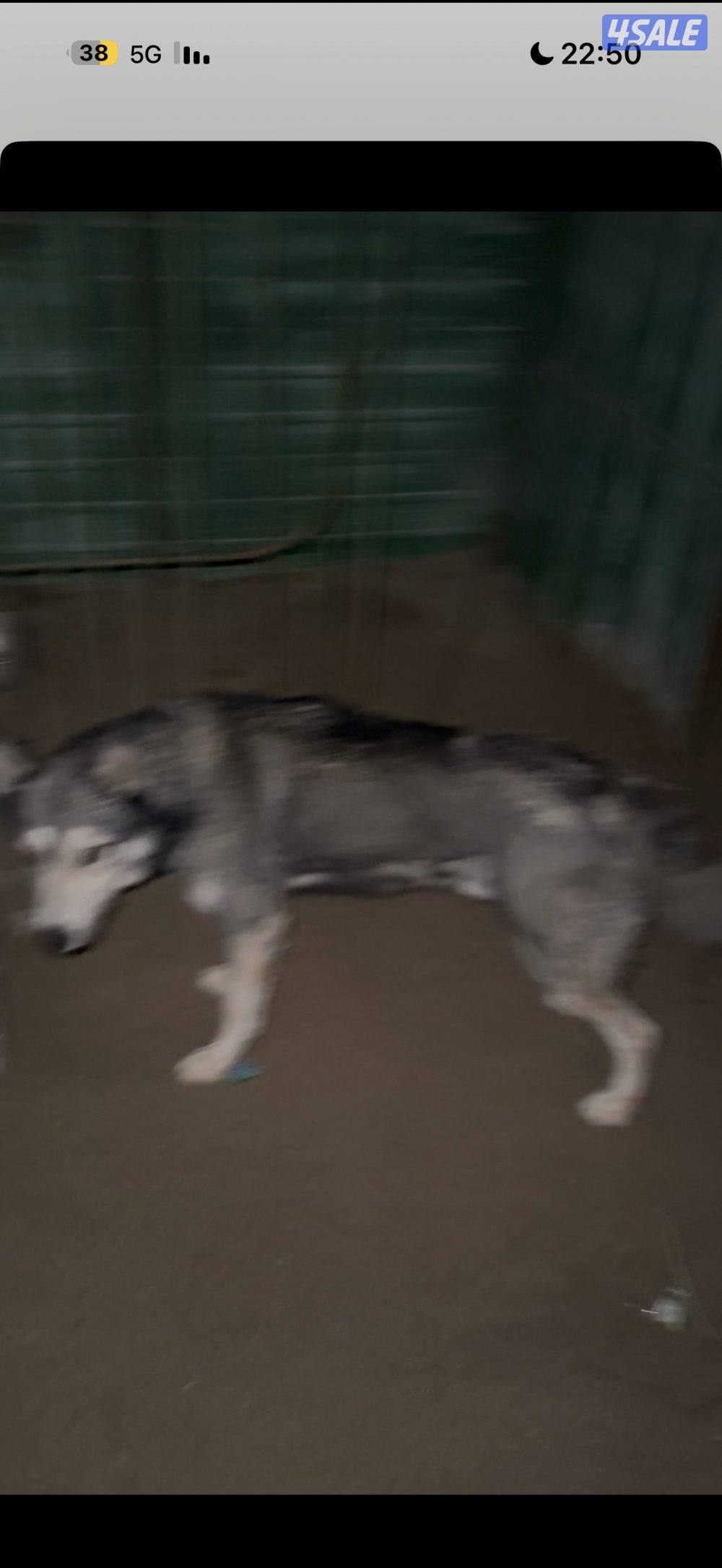 للبيع كلب هاسكي0