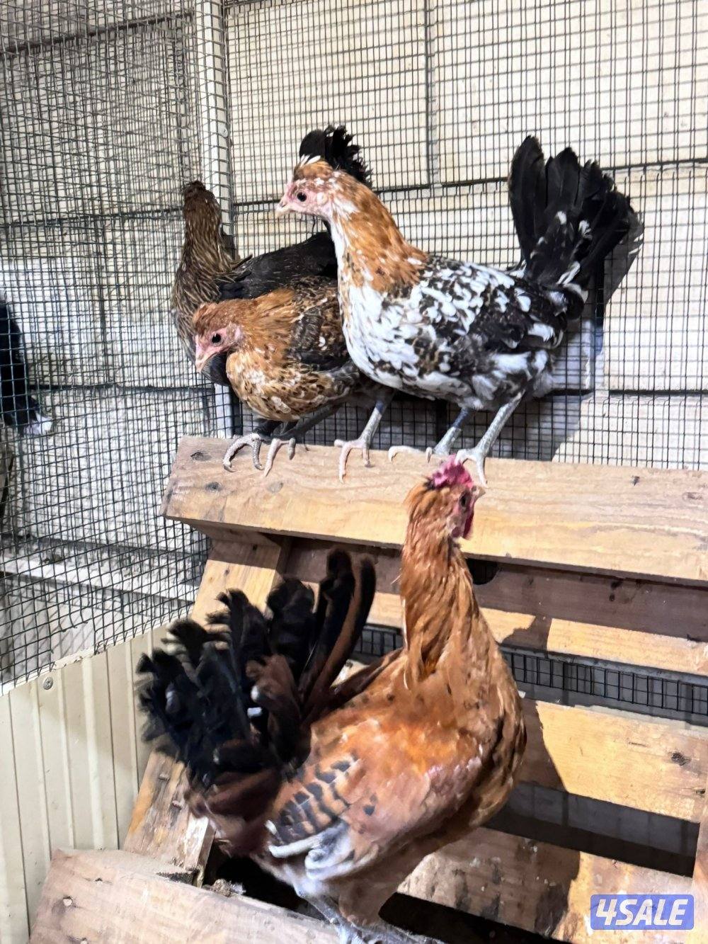 فروخ دجاج0