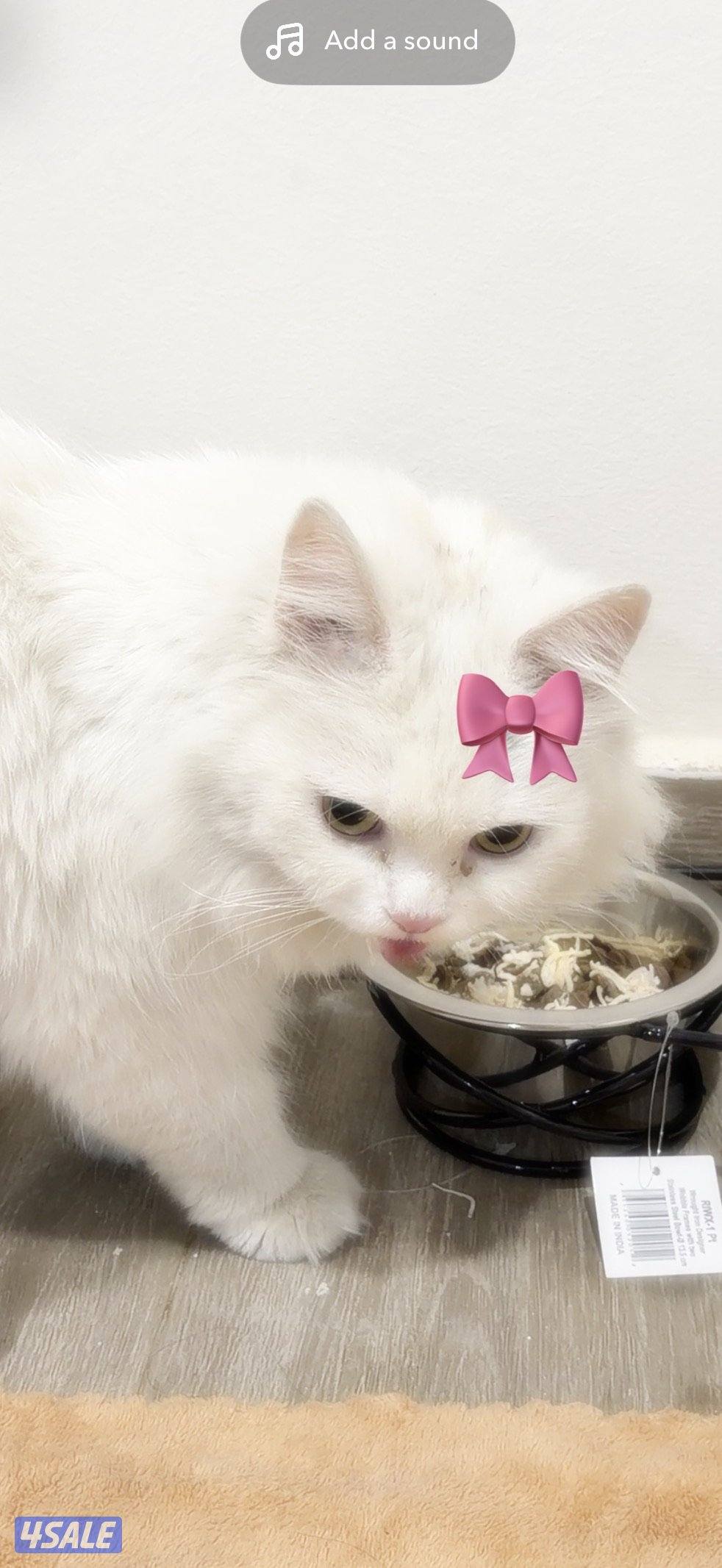 قطه أنثى للتبني0