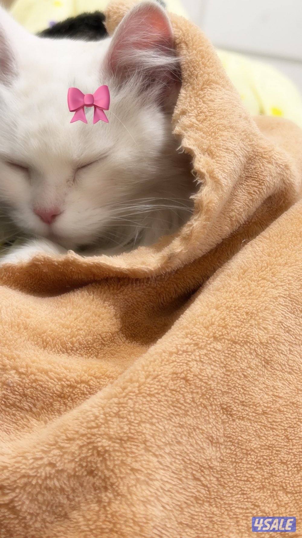 قطه أنثى للتبني1