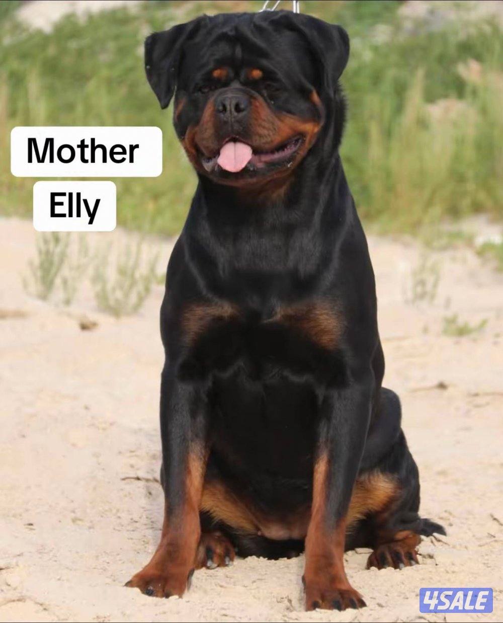 للبيع نثاي روت وايلر0