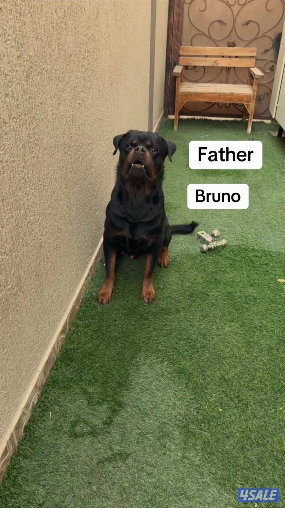 للبيع نثاي روت وايلر1