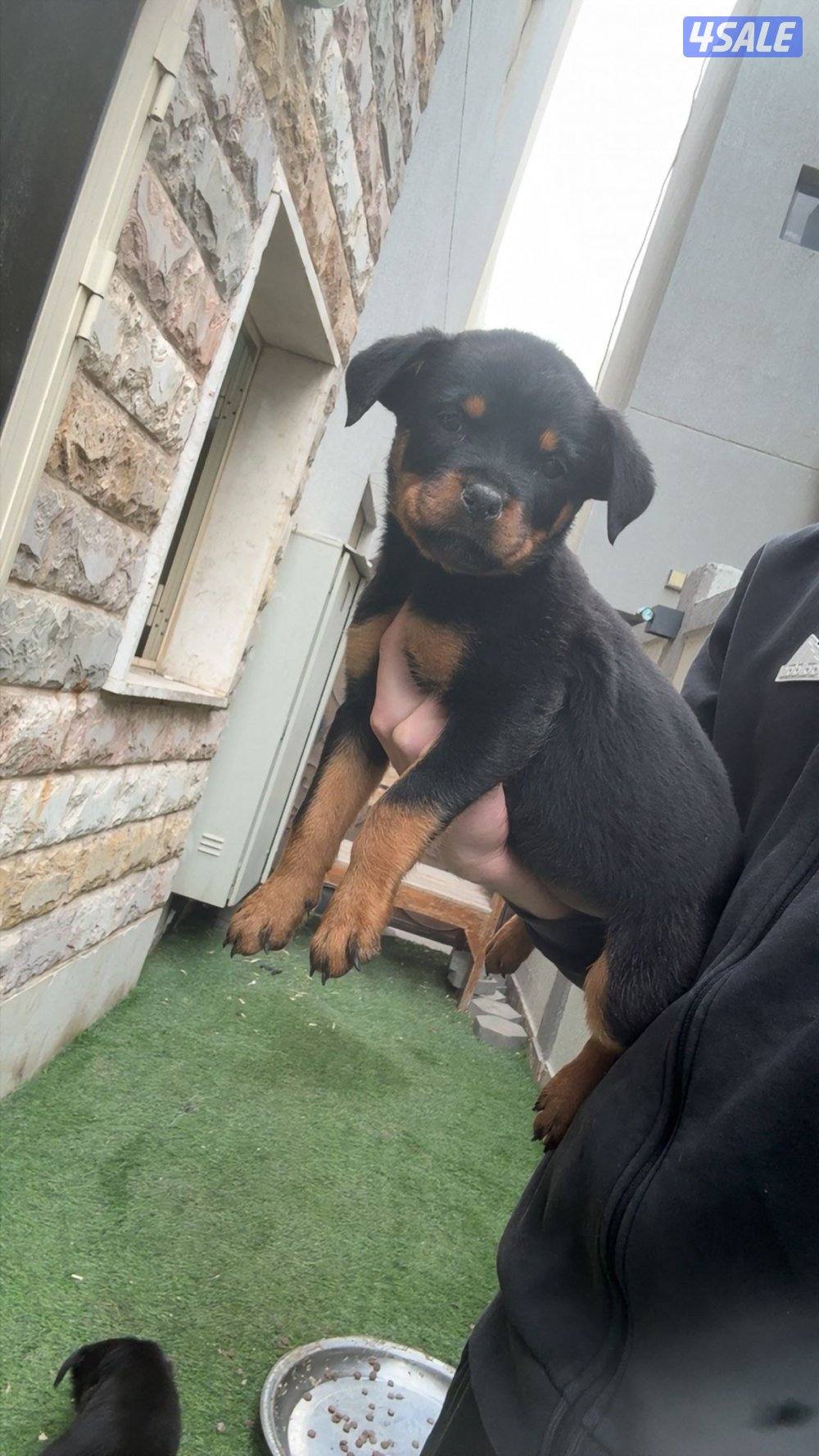 للبيع نثاي روت وايلر3