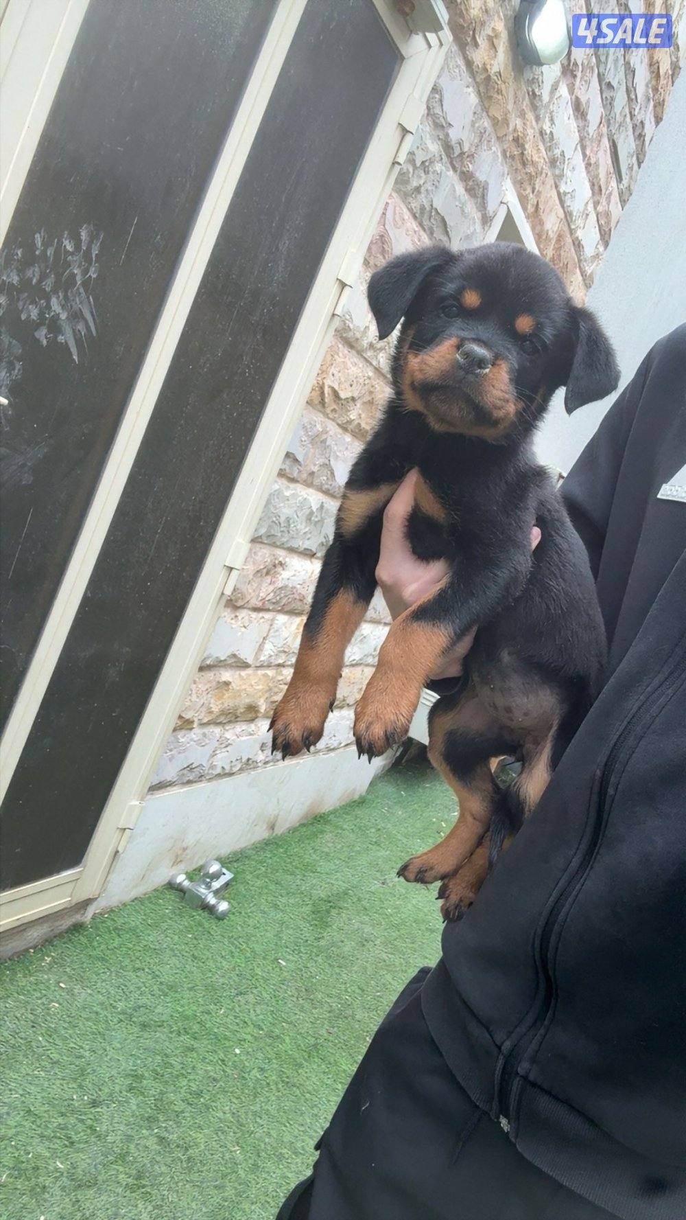 للبيع نثاي روت وايلر4