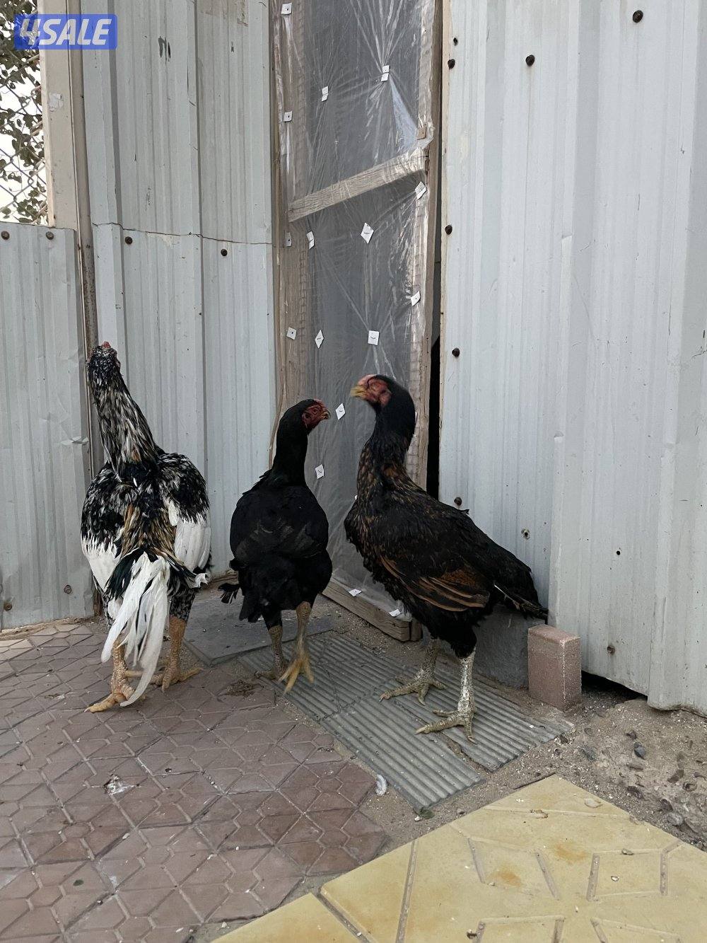 للبيع مجموعه هنود1