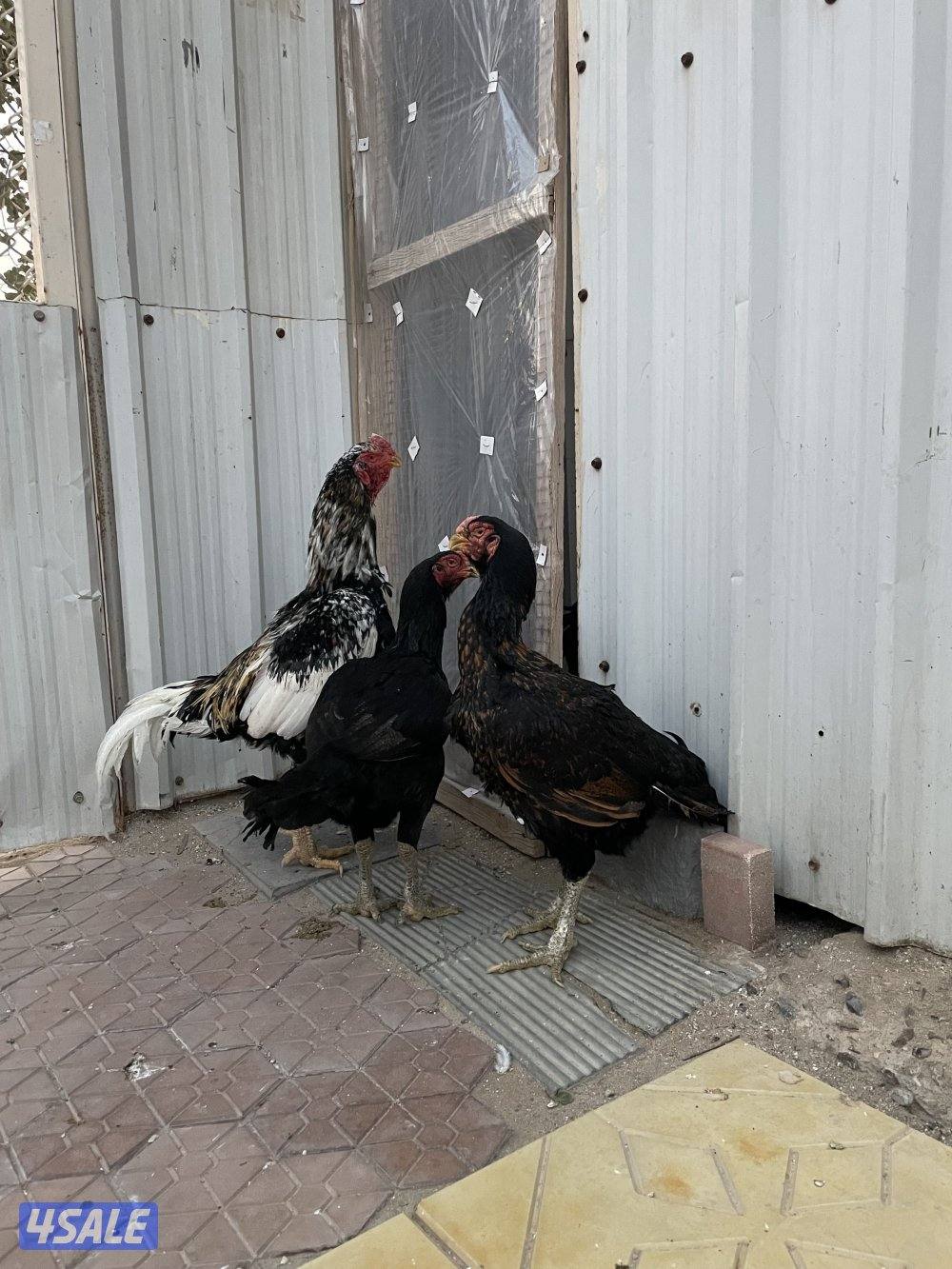 للبيع مجموعه هنود0