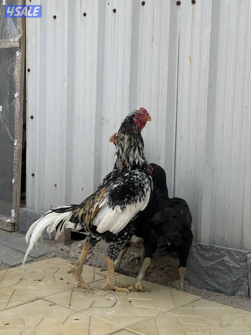 للبيع مجموعه هنود2