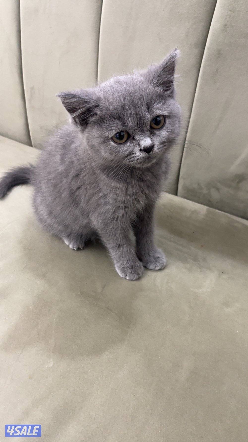 قطوتين خوات وحده مطعمة وقاصين شعرها والثانية لا عمرهم ٣ شهور ونص0