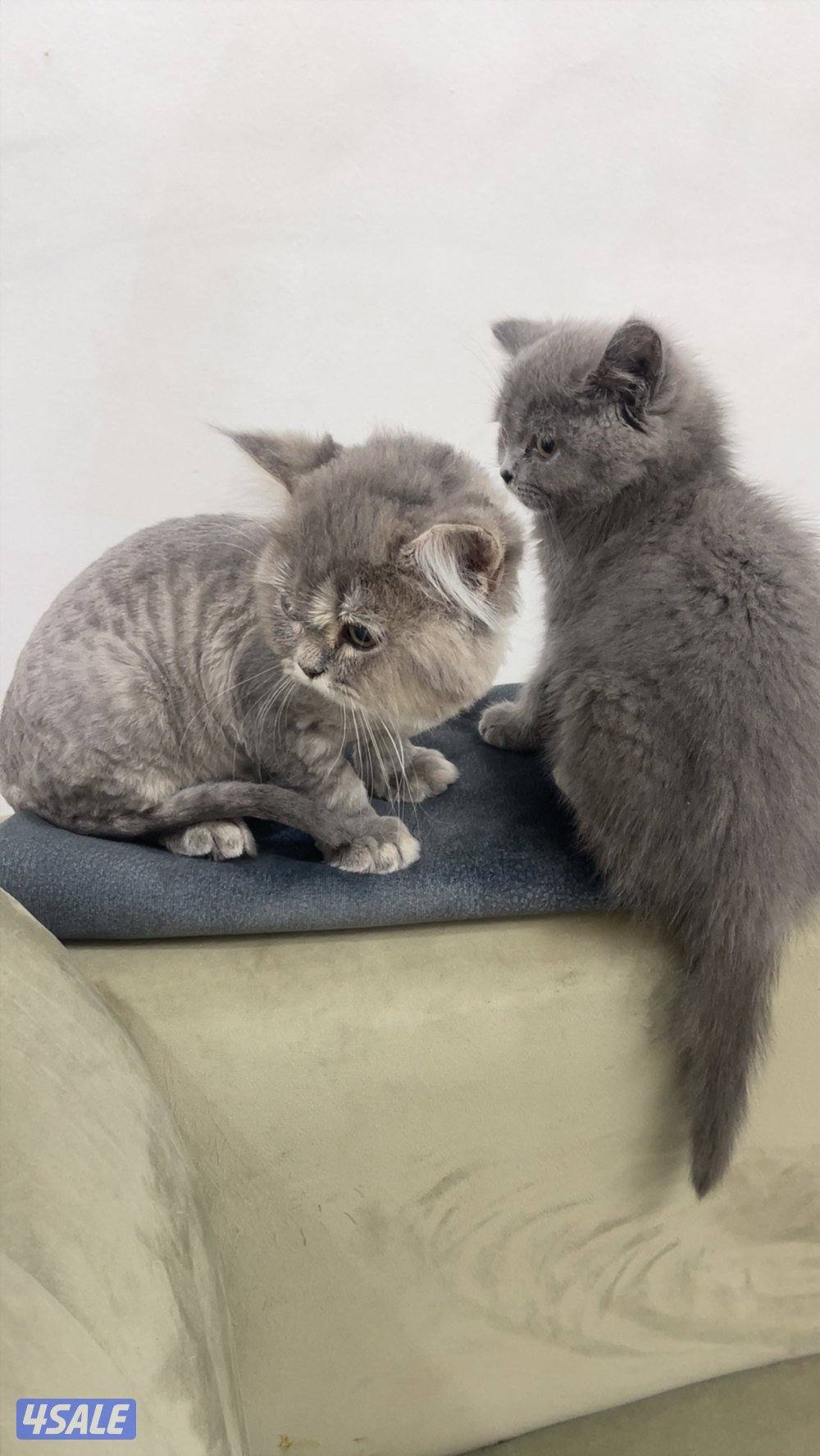 قطوتين خوات وحده مطعمة وقاصين شعرها والثانية لا عمرهم ٣ شهور ونص1