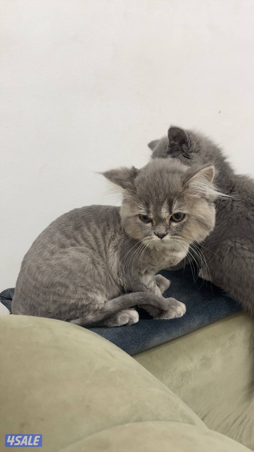 قطوتين خوات وحده مطعمة وقاصين شعرها والثانية لا عمرهم ٣ شهور ونص2