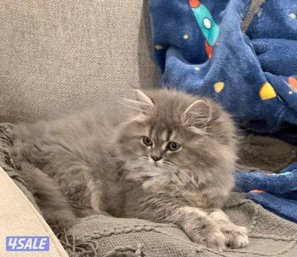 قطوتين خوات وحده مطعمة وقاصين شعرها والثانية لا عمرهم ٣ شهور ونص4