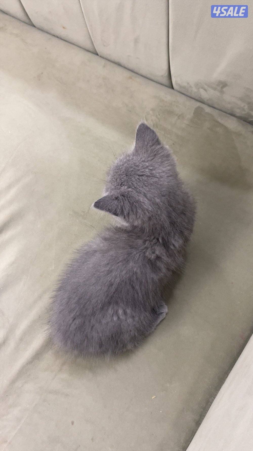 قطوتين خوات وحده مطعمة وقاصين شعرها والثانية لا عمرهم ٣ شهور ونص3