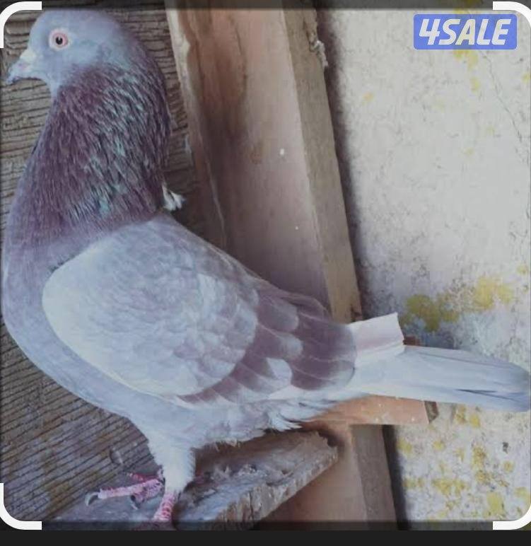 للبيع لوت حرق0