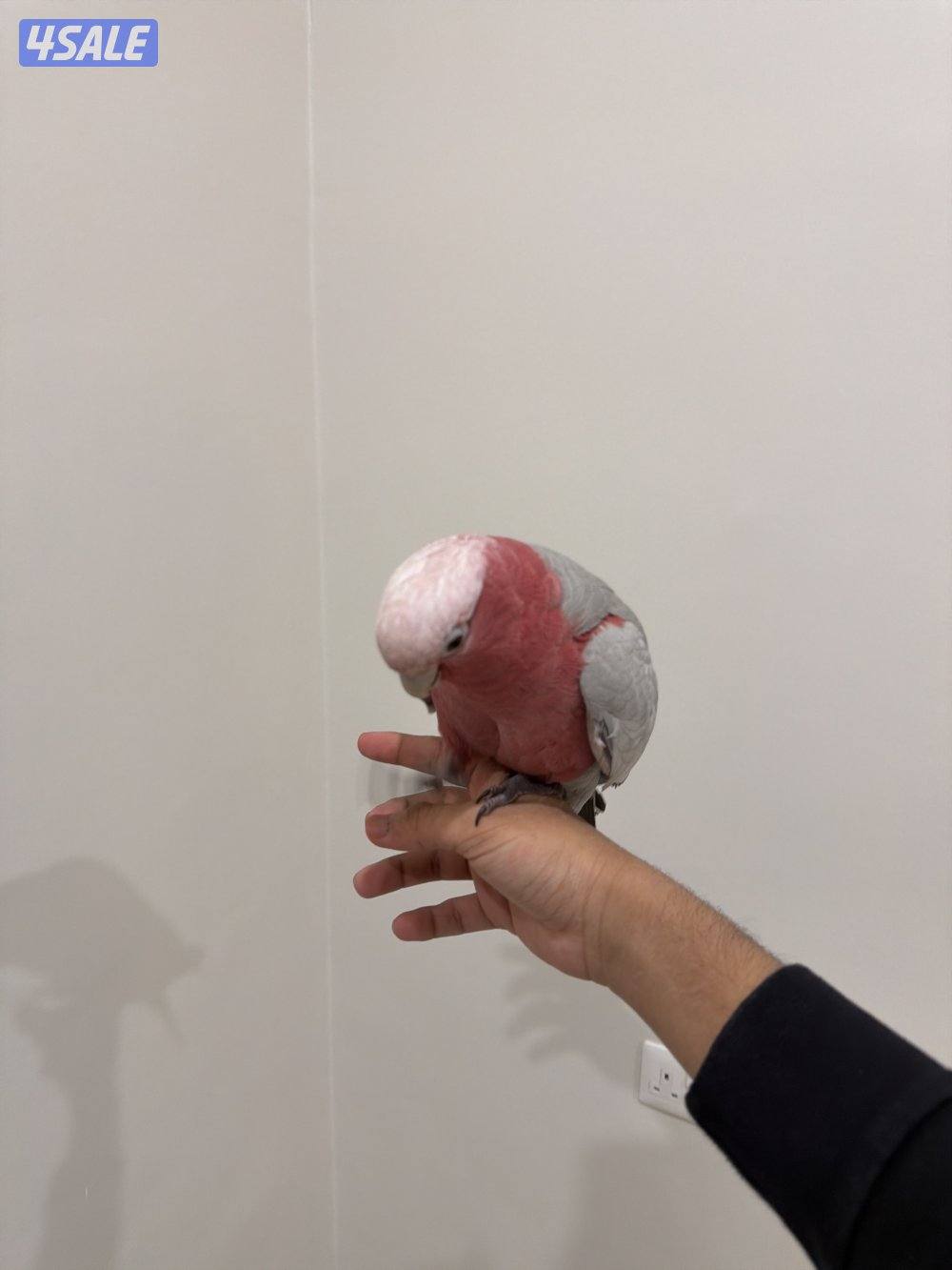 للبيع كوكاتو قالا0