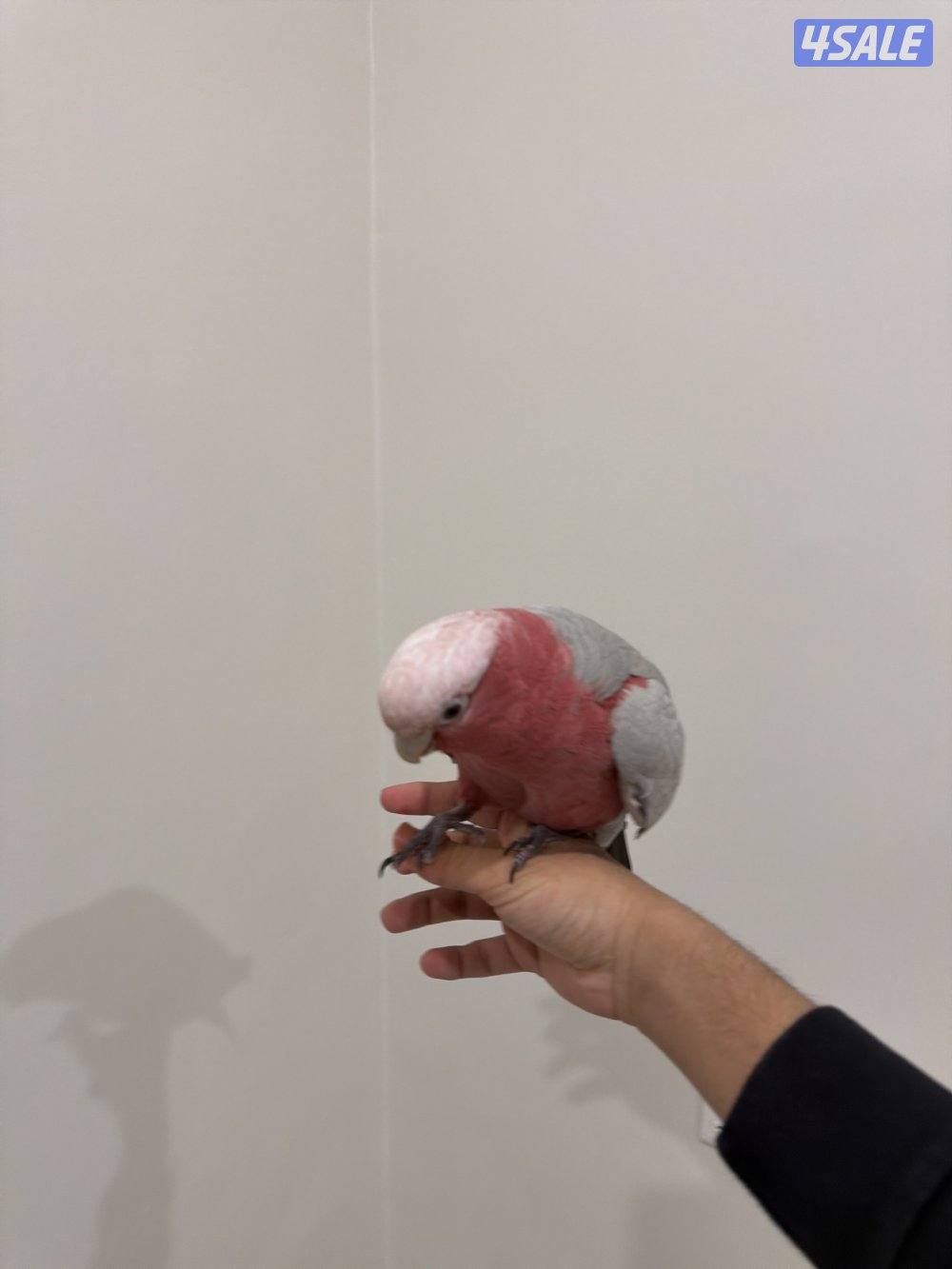 للبيع كوكاتو قالا1